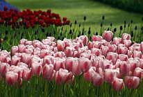 keukenhof 2016 wycieczki